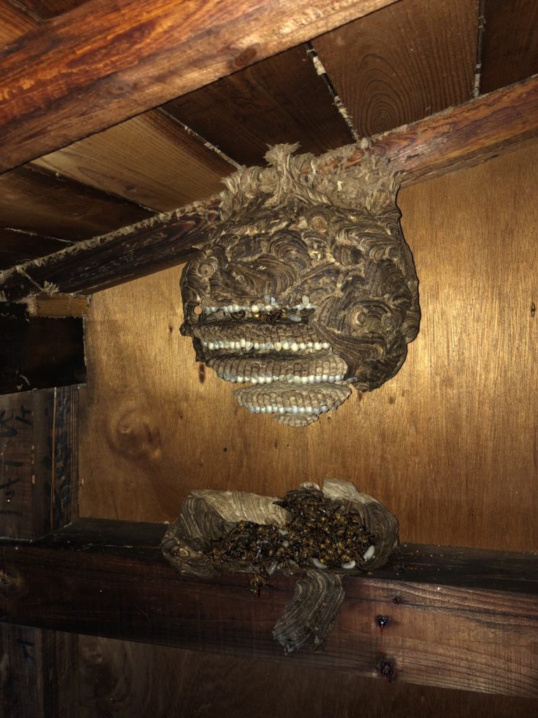 スズメバチは放っておくとどんどん巣が大きくなります