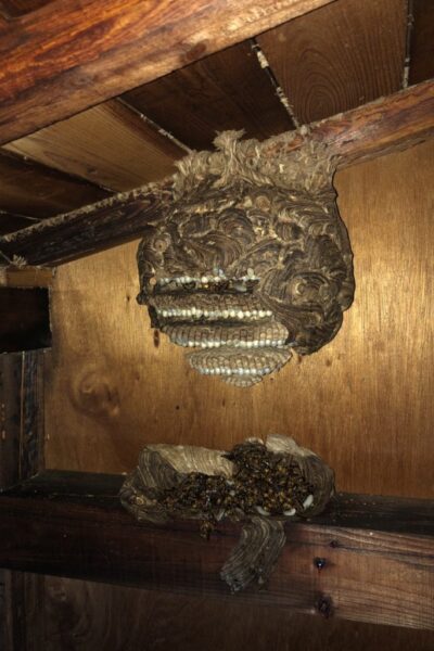 ハチの巣は放っておくとどんどん巣が大きくなります ハチの巣は放っておくとどんどん巣が大きくなります