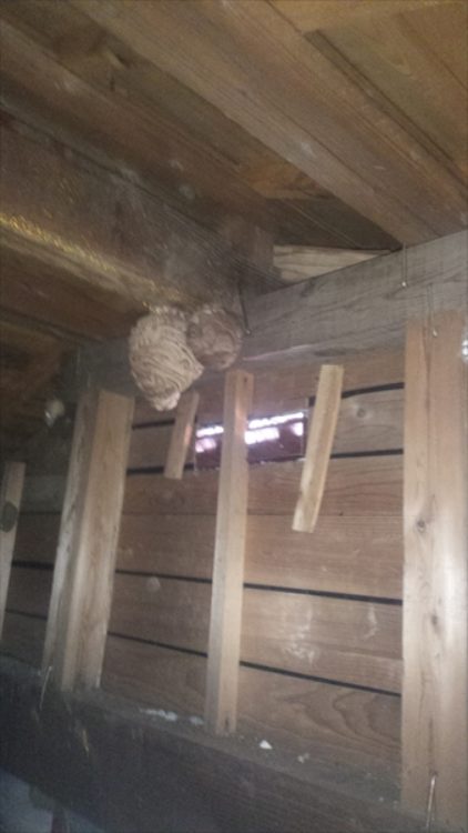 ハチは様々な場所に巣を作ります