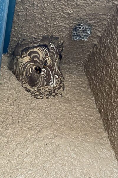 ハチは様々な場所に巣を作ります ハチは様々な場所に巣を作ります