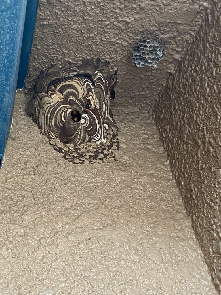 ハチは様々な場所に巣を作ります