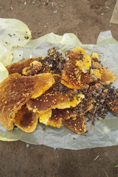 ハチの巣駆除 ハチの巣駆除