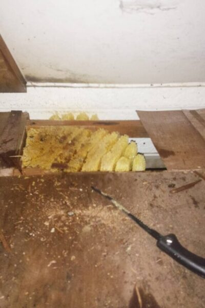 ハチの巣駆除 ハチの巣駆除