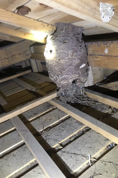 巣の大きさを教えてください 巣の大きさを教えてください