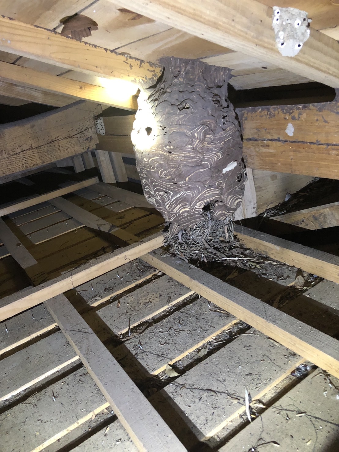 巣の大きさを教えてください