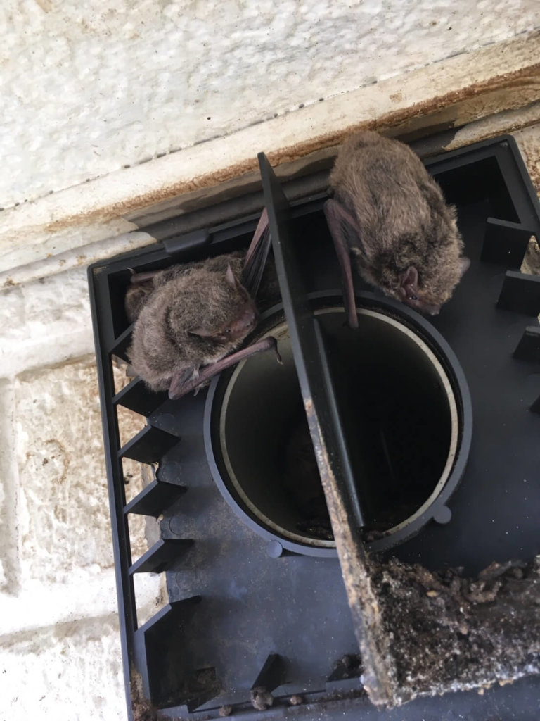 千葉県のコウモリ被害事例