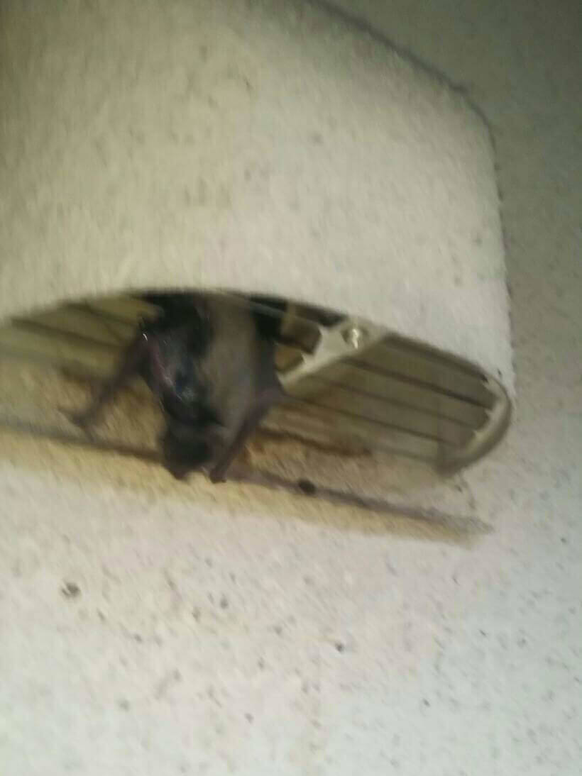 千葉県のコウモリ被害事例