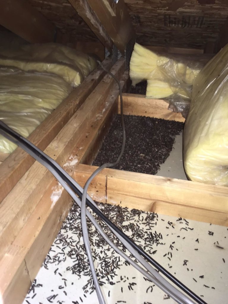 千葉県のコウモリ被害事例