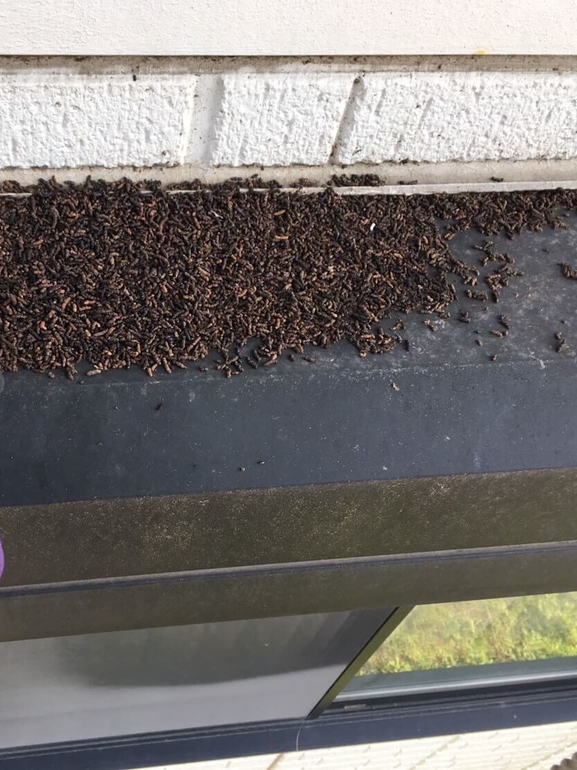 千葉県のコウモリ被害事例