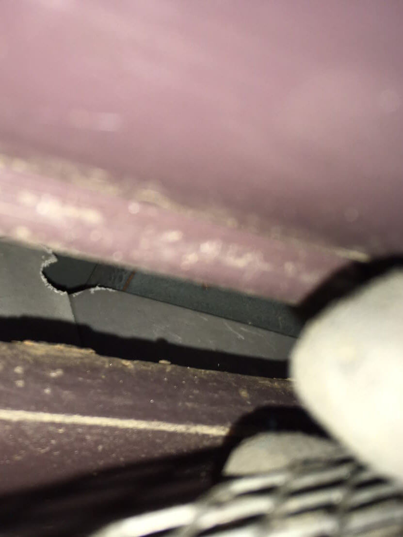 千葉県のコウモリ被害事例